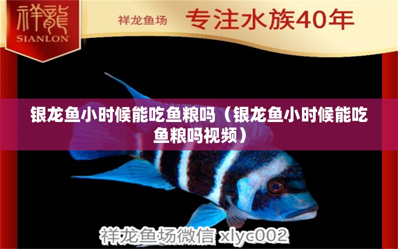 銀龍魚小時(shí)候能吃魚糧嗎（銀龍魚小時(shí)候能吃魚糧嗎視頻）