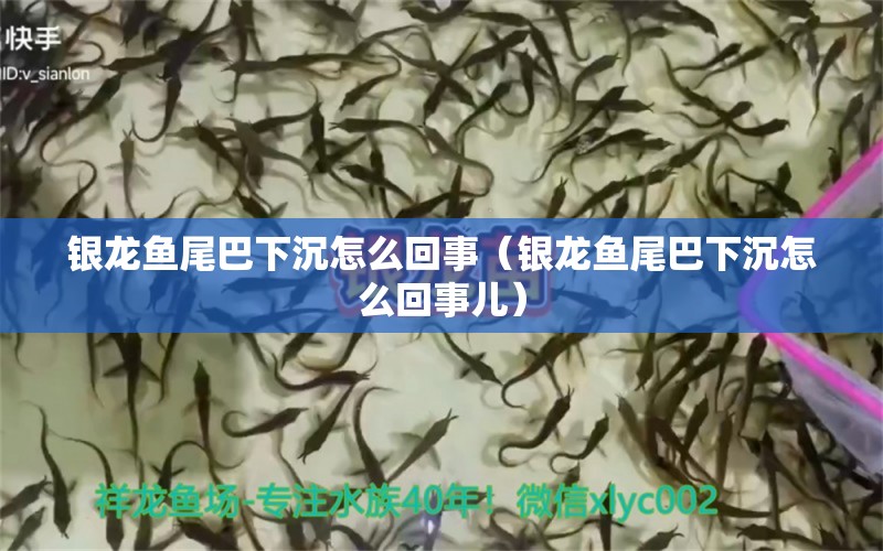 銀龍魚尾巴下沉怎么回事（銀龍魚尾巴下沉怎么回事兒）