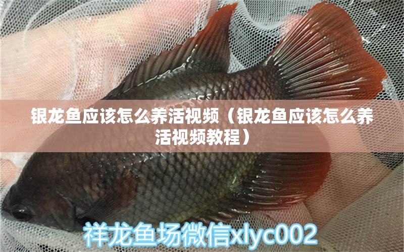 銀龍魚應(yīng)該怎么養(yǎng)活視頻（銀龍魚應(yīng)該怎么養(yǎng)活視頻教程） 銀龍魚