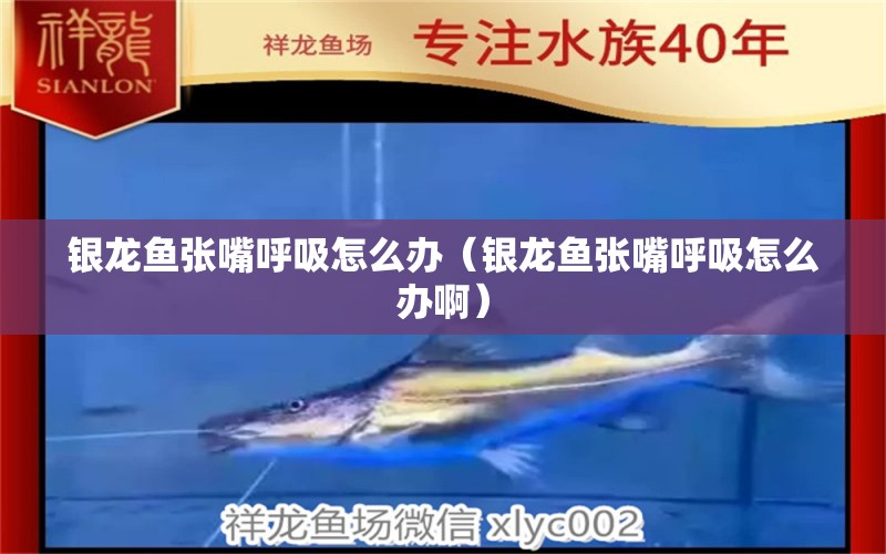 銀龍魚(yú)張嘴呼吸怎么辦（銀龍魚(yú)張嘴呼吸怎么辦?。?祥龍傳奇品牌魚(yú)缸