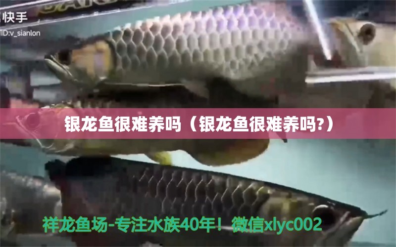 銀龍魚很難養(yǎng)嗎（銀龍魚很難養(yǎng)嗎?） 印尼紅龍魚