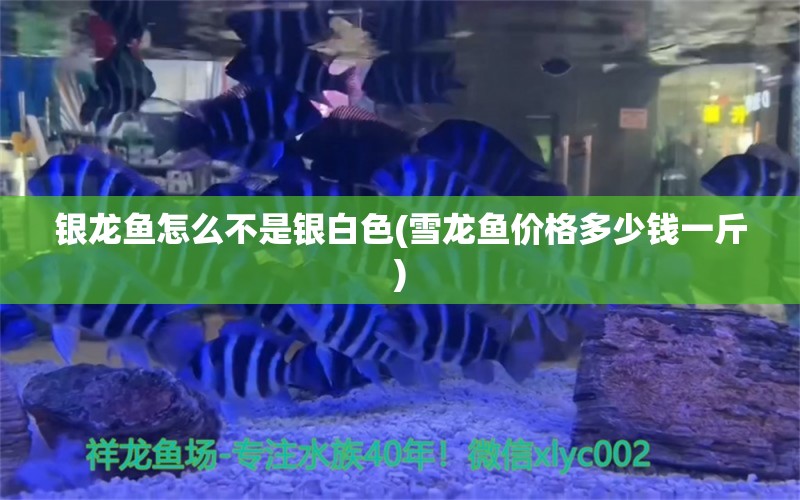 銀龍魚怎么不是銀白色(雪龍魚價格多少錢一斤)