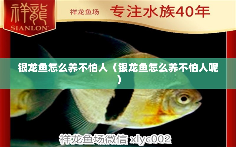 銀龍魚怎么養(yǎng)不怕人（銀龍魚怎么養(yǎng)不怕人呢） 銀龍魚