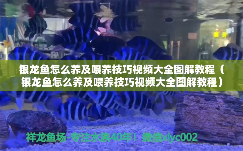 銀龍魚(yú)怎么養(yǎng)及喂養(yǎng)技巧視頻大全圖解教程（銀龍魚(yú)怎么養(yǎng)及喂養(yǎng)技巧視頻大全圖解教程）