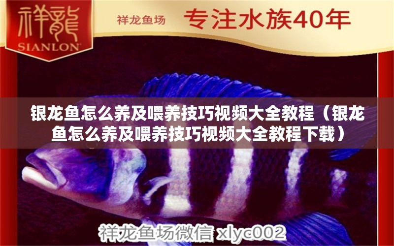 銀龍魚(yú)怎么養(yǎng)及喂養(yǎng)技巧視頻大全教程（銀龍魚(yú)怎么養(yǎng)及喂養(yǎng)技巧視頻大全教程下載） 魚(yú)缸清潔用具