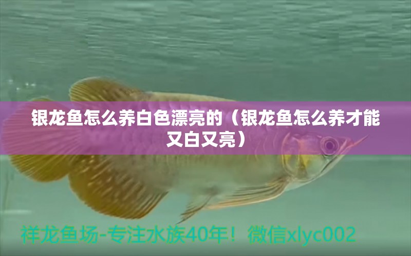 銀龍魚怎么養(yǎng)白色漂亮的（銀龍魚怎么養(yǎng)才能又白又亮） 銀龍魚