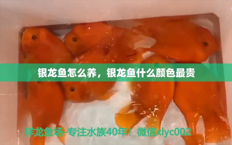 銀龍魚怎么養(yǎng)，銀龍魚什么顏色最貴 銀龍魚百科 第1張