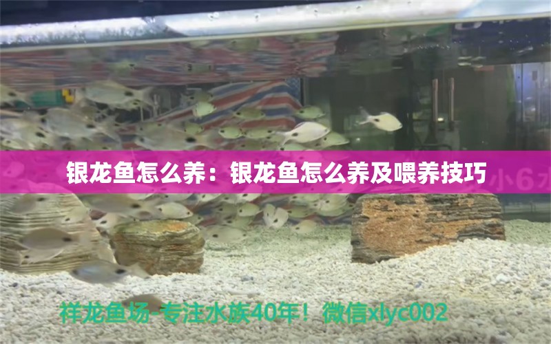 銀龍魚怎么養(yǎng)：銀龍魚怎么養(yǎng)及喂養(yǎng)技巧