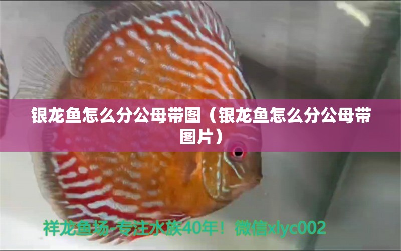 銀龍魚(yú)怎么分公母帶圖（銀龍魚(yú)怎么分公母帶圖片） 銀龍魚(yú)