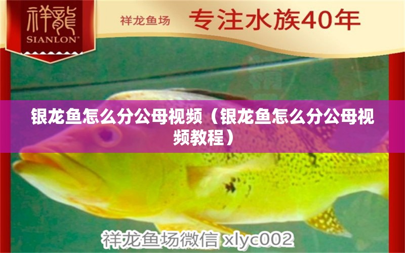 銀龍魚怎么分公母視頻（銀龍魚怎么分公母視頻教程） 銀龍魚