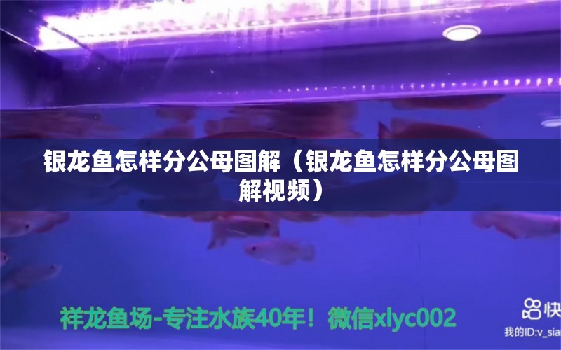 銀龍魚怎樣分公母圖解（銀龍魚怎樣分公母圖解視頻）