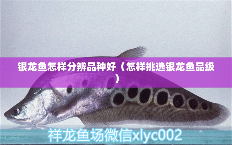 銀龍魚怎樣分辨品種好（怎樣挑選銀龍魚品級） 銀龍魚