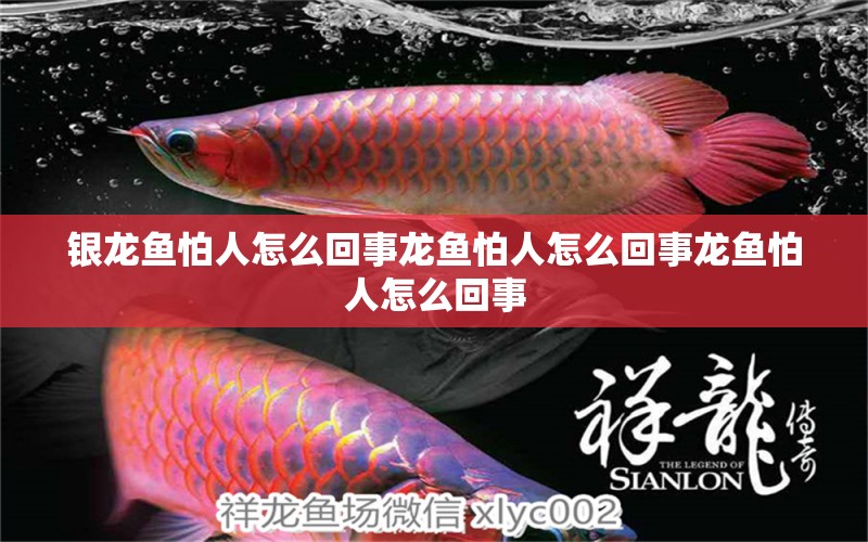 銀龍魚怕人怎么回事龍魚怕人怎么回事龍魚怕人怎么回事 銀龍魚