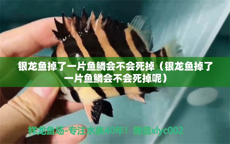 銀龍魚掉了一片魚鱗會不會死掉（銀龍魚掉了一片魚鱗會不會死掉呢）