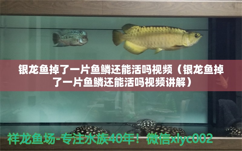 銀龍魚掉了一片魚鱗還能活嗎視頻（銀龍魚掉了一片魚鱗還能活嗎視頻講解）