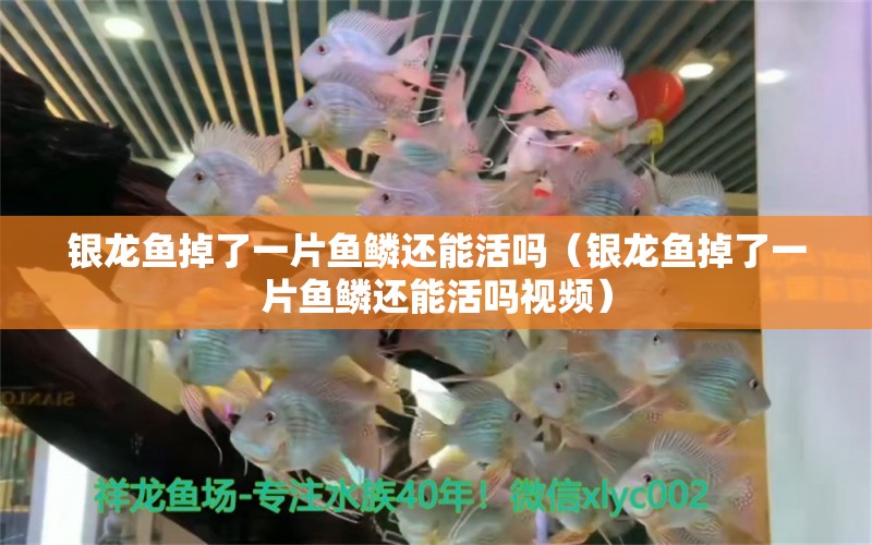 銀龍魚掉了一片魚鱗還能活嗎（銀龍魚掉了一片魚鱗還能活嗎視頻）