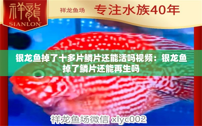 銀龍魚掉了十多片鱗片還能活嗎視頻：銀龍魚掉了鱗片還能再生嗎