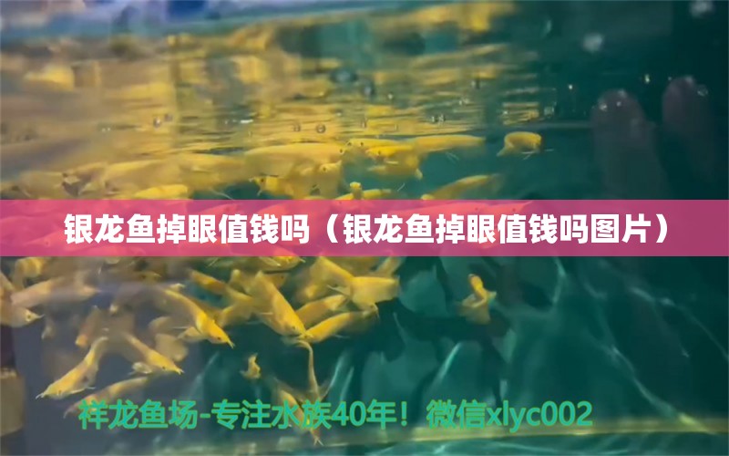 銀龍魚掉眼值錢嗎（銀龍魚掉眼值錢嗎圖片） 銀龍魚