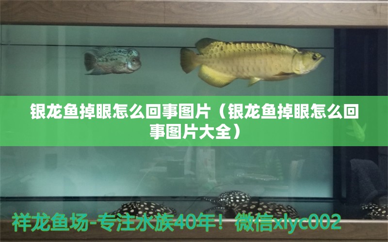 銀龍魚掉眼怎么回事圖片（銀龍魚掉眼怎么回事圖片大全） 銀龍魚