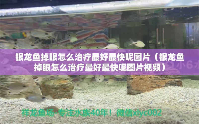 銀龍魚掉眼怎么治療最好最快呢圖片（銀龍魚掉眼怎么治療最好最快呢圖片視頻） 銀龍魚