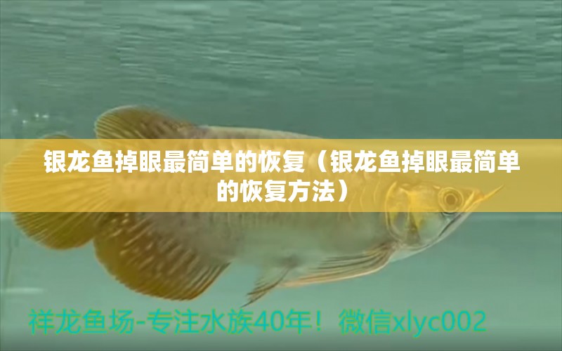 銀龍魚掉眼最簡(jiǎn)單的恢復(fù)（銀龍魚掉眼最簡(jiǎn)單的恢復(fù)方法） 銀龍魚