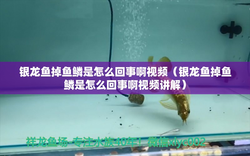 銀龍魚掉魚鱗是怎么回事啊視頻（銀龍魚掉魚鱗是怎么回事啊視頻講解）