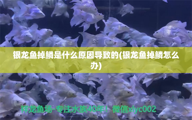 銀龍魚掉鱗是什么原因?qū)е碌?銀龍魚掉鱗怎么辦) 銀龍魚百科 第1張