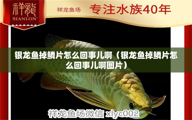 銀龍魚掉鱗片怎么回事兒?。ㄣy龍魚掉鱗片怎么回事兒啊圖片）