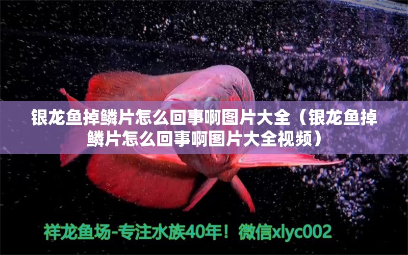 銀龍魚掉鱗片怎么回事啊圖片大全（銀龍魚掉鱗片怎么回事啊圖片大全視頻）