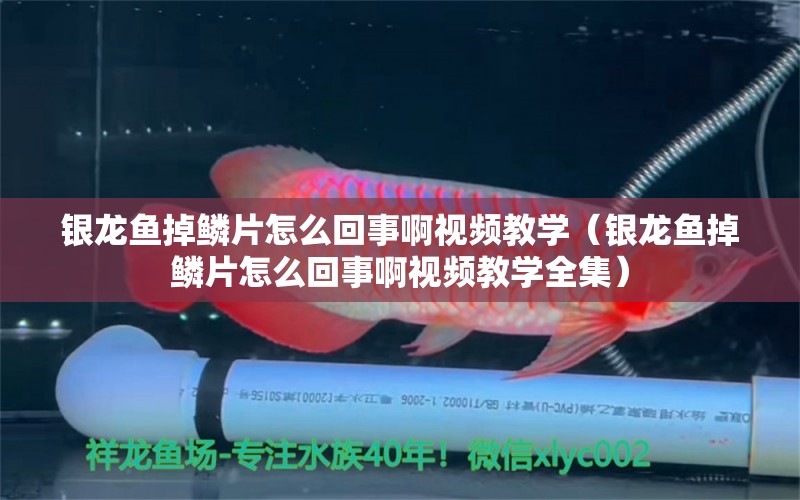 銀龍魚掉鱗片怎么回事啊視頻教學(xué)（銀龍魚掉鱗片怎么回事啊視頻教學(xué)全集） 銀龍魚