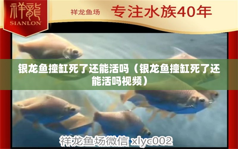 銀龍魚撞缸死了還能活嗎（銀龍魚撞缸死了還能活嗎視頻） 銀龍魚