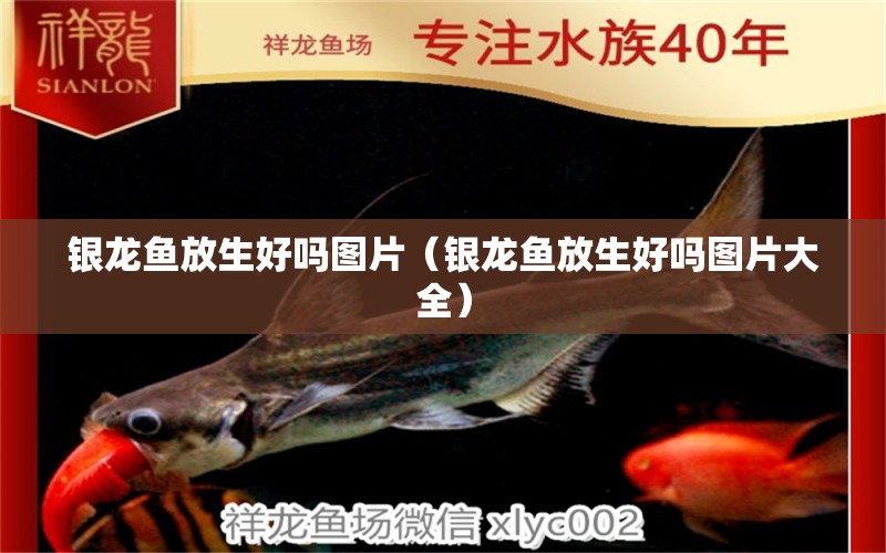 銀龍魚(yú)放生好嗎圖片（銀龍魚(yú)放生好嗎圖片大全） 銀龍魚(yú)