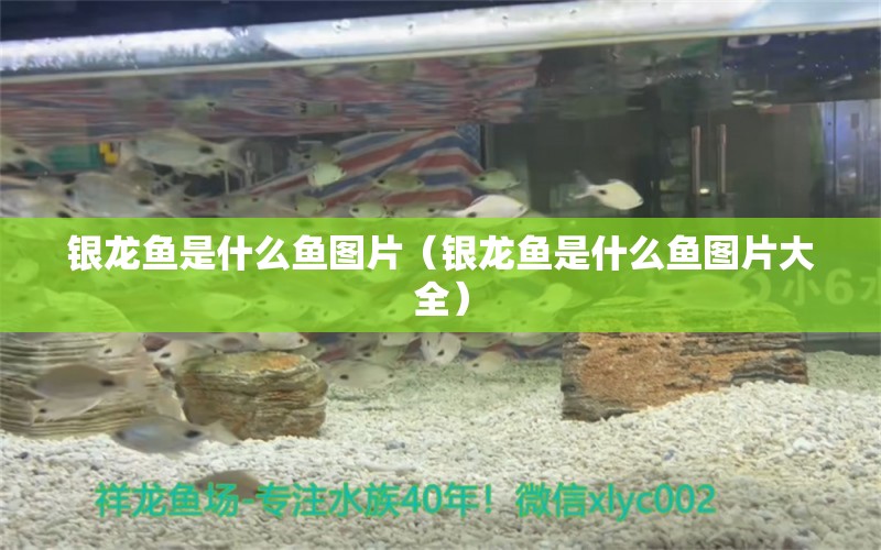 銀龍魚是什么魚圖片（銀龍魚是什么魚圖片大全）