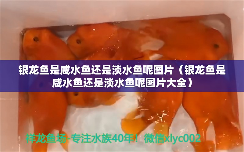 銀龍魚是咸水魚還是淡水魚呢圖片（銀龍魚是咸水魚還是淡水魚呢圖片大全） 銀龍魚