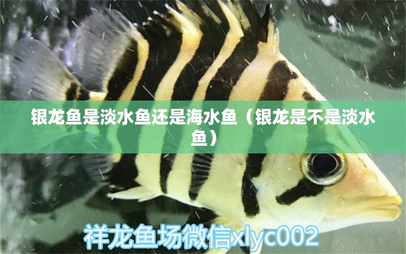 銀龍魚是淡水魚還是海水魚（銀龍是不是淡水魚） 海水魚