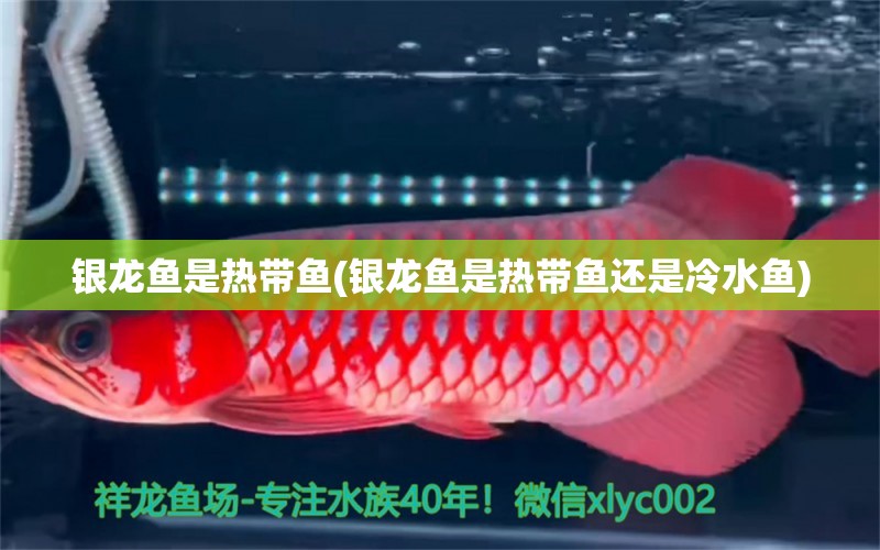 銀龍魚是熱帶魚(銀龍魚是熱帶魚還是冷水魚) 銀龍魚