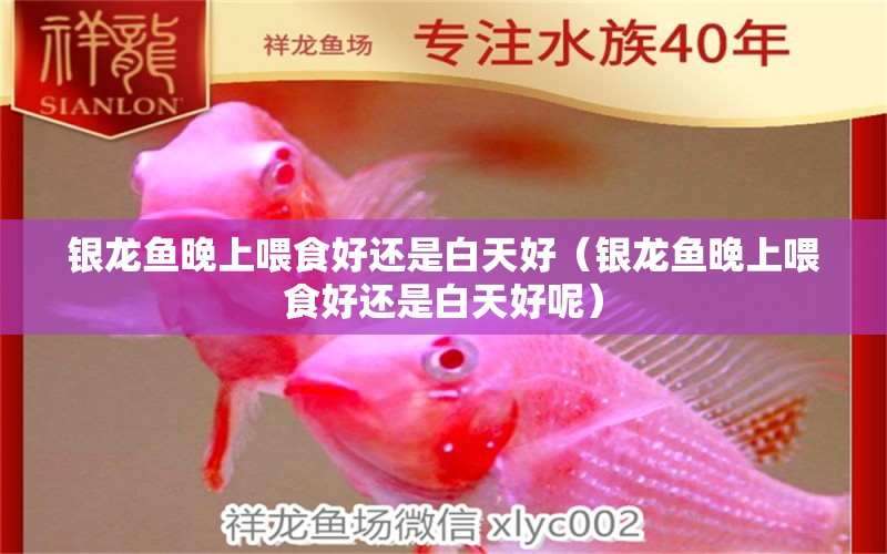 銀龍魚晚上喂食好還是白天好（銀龍魚晚上喂食好還是白天好呢）