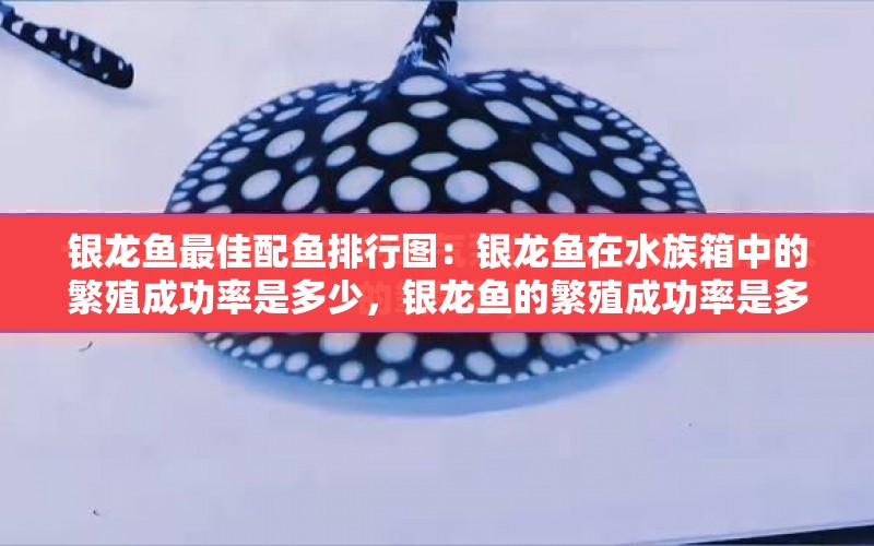 銀龍魚最佳配魚排行圖：銀龍魚在水族箱中的繁殖成功率是多少，銀龍魚的繁殖成功率是多少 水族問答