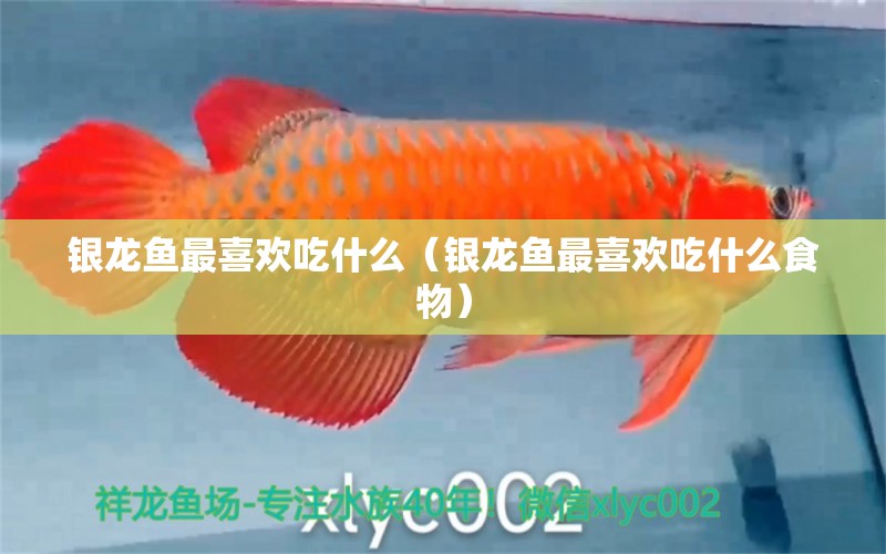 銀龍魚最喜歡吃什么（銀龍魚最喜歡吃什么食物） 銀龍魚