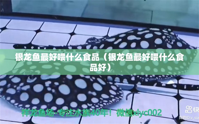 銀龍魚最好喂什么食品（銀龍魚最好喂什么食品好）