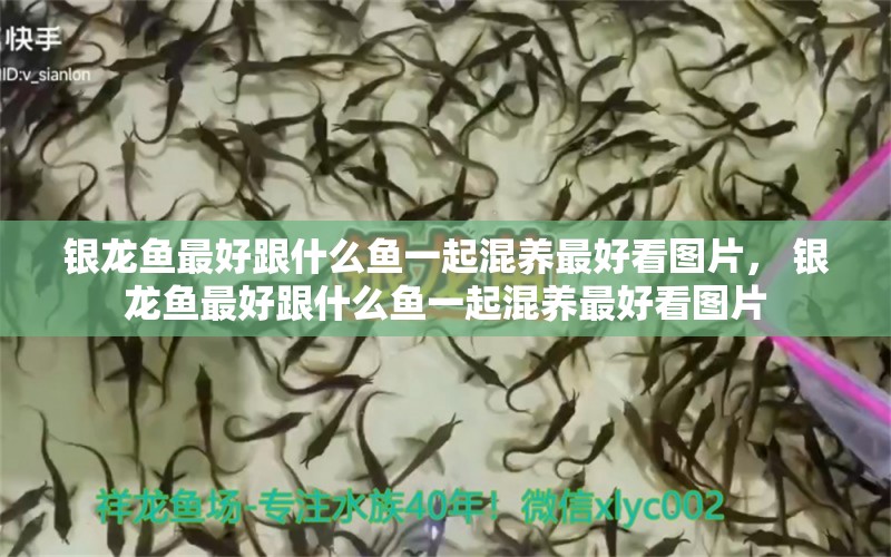 銀龍魚最好跟什么魚一起混養(yǎng)最好看圖片， 銀龍魚最好跟什么魚一起混養(yǎng)最好看圖片 垂釣樂園