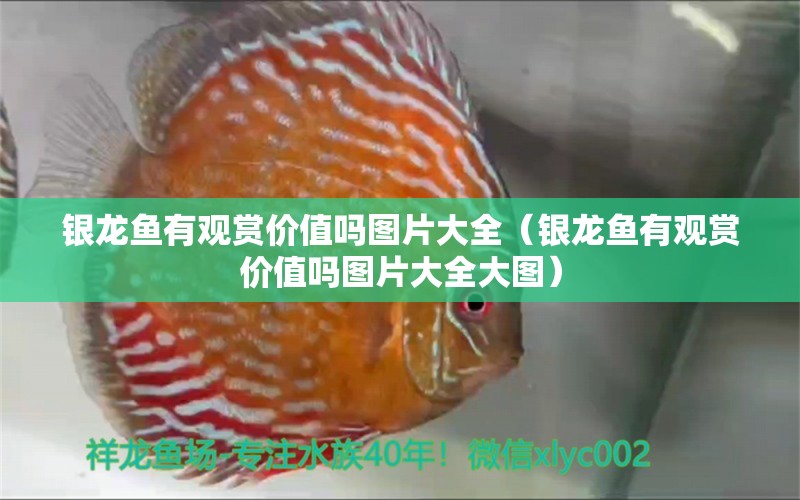 銀龍魚有觀賞價(jià)值嗎圖片大全（銀龍魚有觀賞價(jià)值嗎圖片大全大圖）