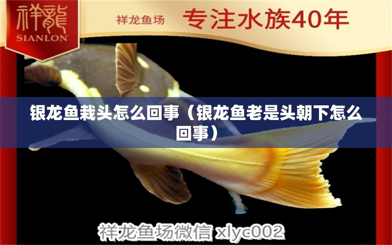 銀龍魚栽頭怎么回事（銀龍魚老是頭朝下怎么回事） 銀龍魚