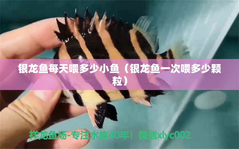 銀龍魚每天喂多少小魚（銀龍魚一次喂多少顆粒）