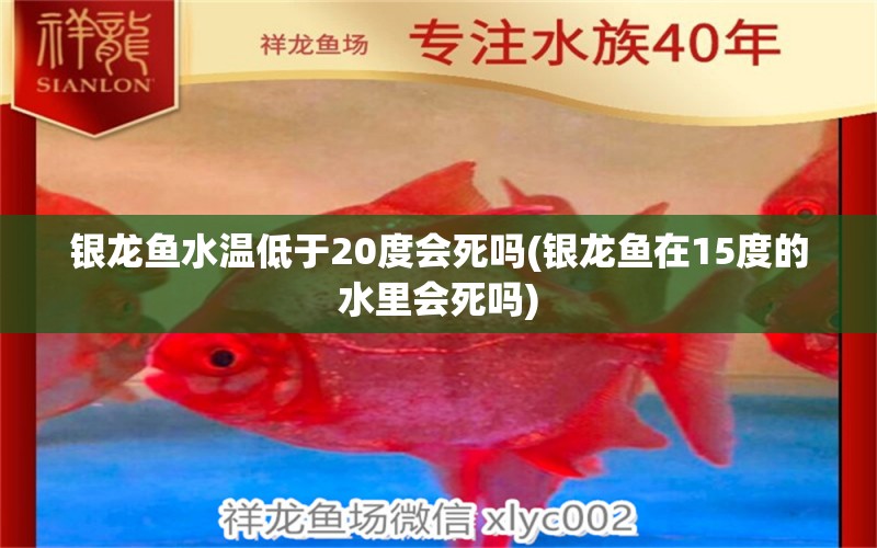 銀龍魚水溫低于20度會死嗎(銀龍魚在15度的水里會死嗎) 銀龍魚