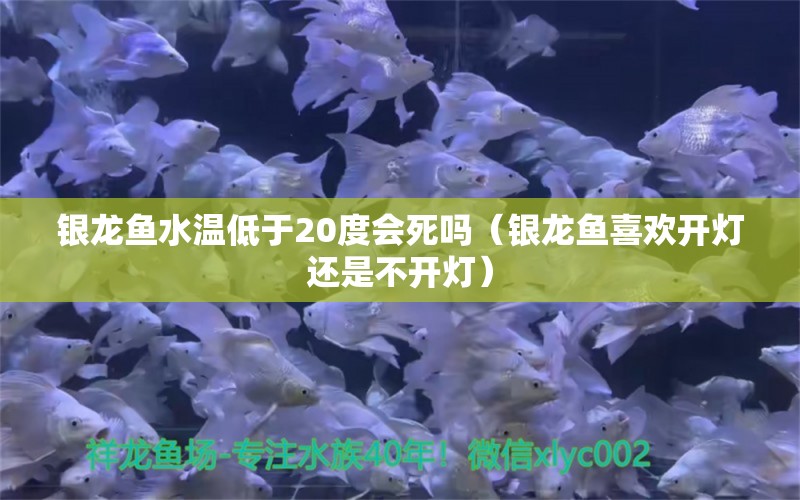 銀龍魚水溫低于20度會死嗎（銀龍魚喜歡開燈還是不開燈） 銀龍魚