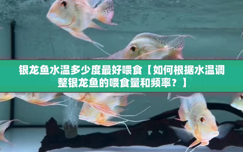 銀龍魚(yú)水溫多少度最好喂食【如何根據(jù)水溫調(diào)整銀龍魚(yú)的喂食量和頻率？】 水族問(wèn)答 第1張