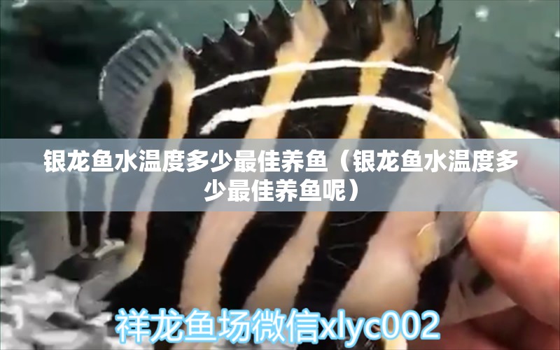 銀龍魚水溫度多少最佳養(yǎng)魚（銀龍魚水溫度多少最佳養(yǎng)魚呢）