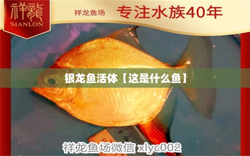 銀龍魚活體【這是什么魚】 銀龍魚