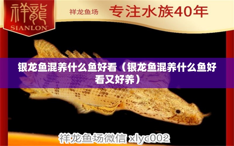 銀龍魚混養(yǎng)什么魚好看（銀龍魚混養(yǎng)什么魚好看又好養(yǎng)）